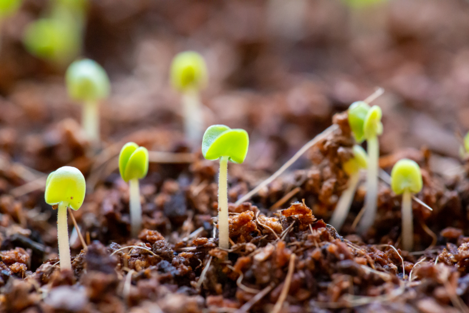 Build a Coaching Culture